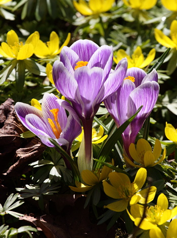 Crocuses and aconites