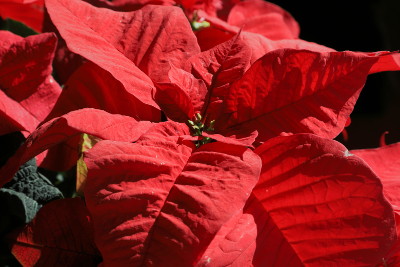 Our poinsettia